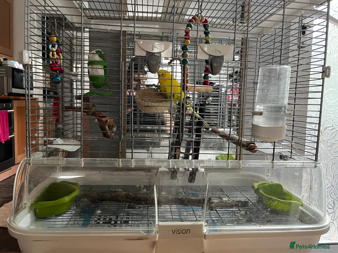 Budgerigars birds for sale: 1 male budgie for sale with cage - Image 2