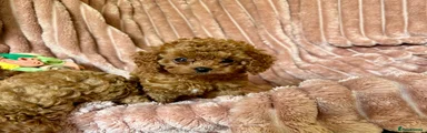 Cavapoo Puppy 2