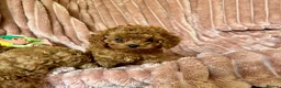 Cavapoo dogs for sale: Adorable teddy bear toy cavapoo  - Advert 4