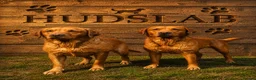 Labrador Retriever dogs for sale: 🐾 Beautiful KC-Registered Fox Red Lab Puppies 🐾 - Advert 2