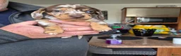Dachshund dogs for sale: 3 female and 2 male puppies  in Inverurie - Advert 6