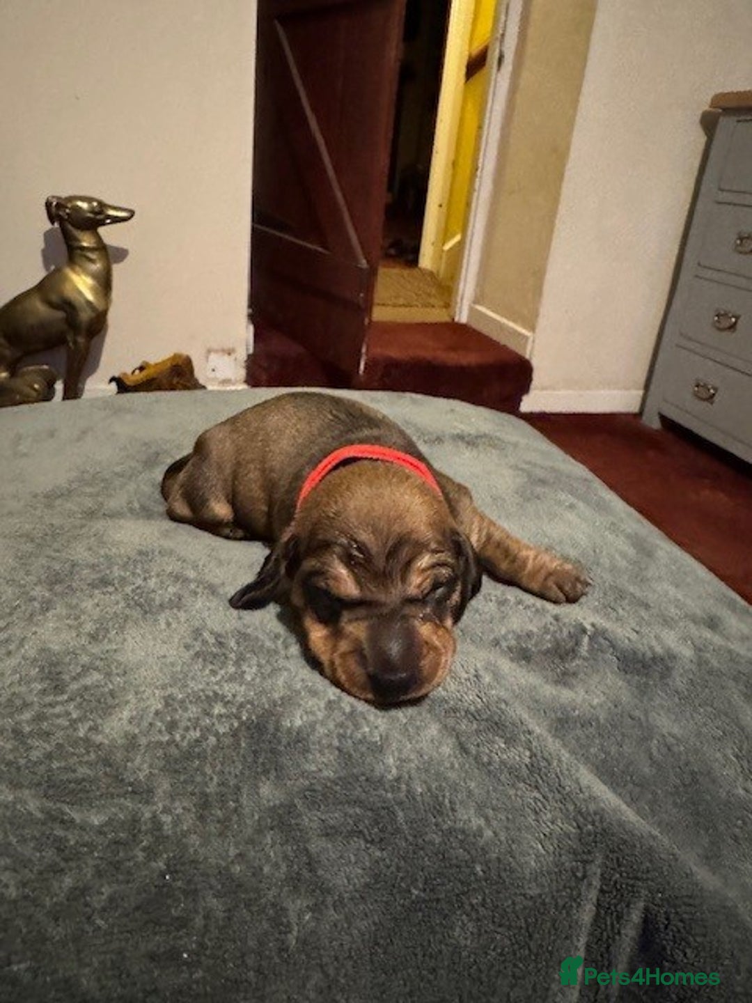 Miniature Dachshund dogs for sale: Adorable KC Reg smooth coated mini Dachshunds - Image 5