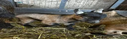Goats livestock for sale: BOY WHETHER PYGMY GOAT KID FOR SALE - Advert 2