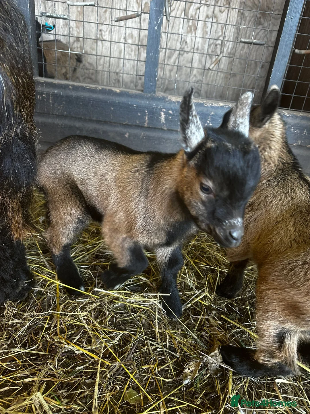 Goats livestock for sale: BOY WHETHER PYGMY GOAT KID FOR SALE - Advert 2