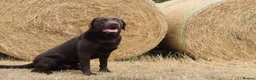 Labrador Retriever dogs for stud: KC fully tested Choc Labrador Stud - Advert 4
