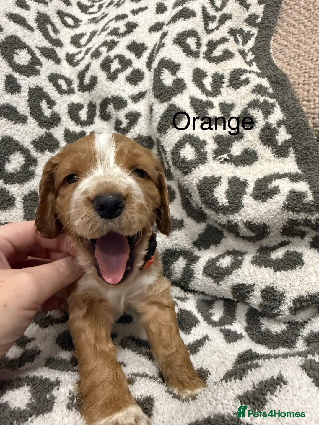 Cocker Spaniel dogs for sale: Beautiful cocker spaniels  - Advert 4