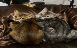 Bengal cats for sale: Gorgeous Silver bengal female cat - Image 6