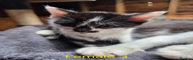 Female 3