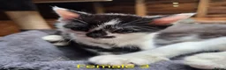 Mixed Breed cats for sale: Bengal Cross Kittens - Advert 6