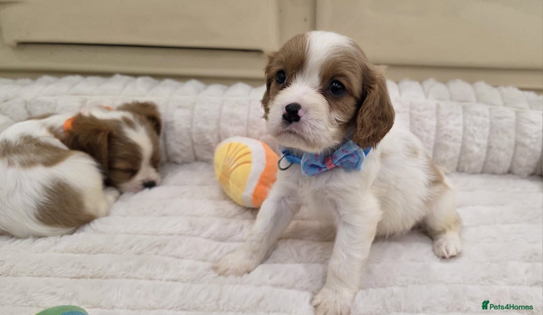 Cavalier King Charles Spaniel dogs for sale: KC Registered & DNA Tested Cavalier Puppies - Image 8