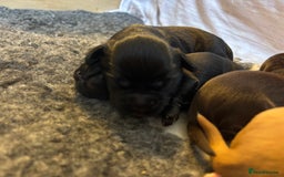 Cocker Spaniel dogs for sale: KC reg Cocker Spaniel puppies  - Image 8