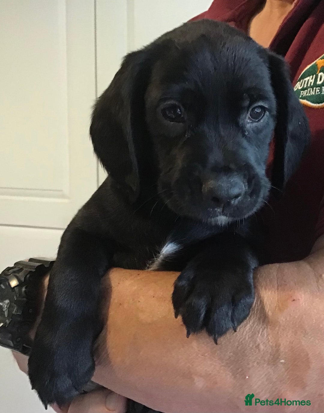 Cockerdor dogs for sale: Superb Quality Cockador Puppies, SHROPSHIRE  - Image 23
