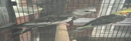 Cockatiels birds for sale: Bonded Pair of Cockatiels (Male & Female) - Advert 6