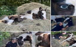 Irish Cob horses for sale: Companion Mare & Filly Foal - Image 7
