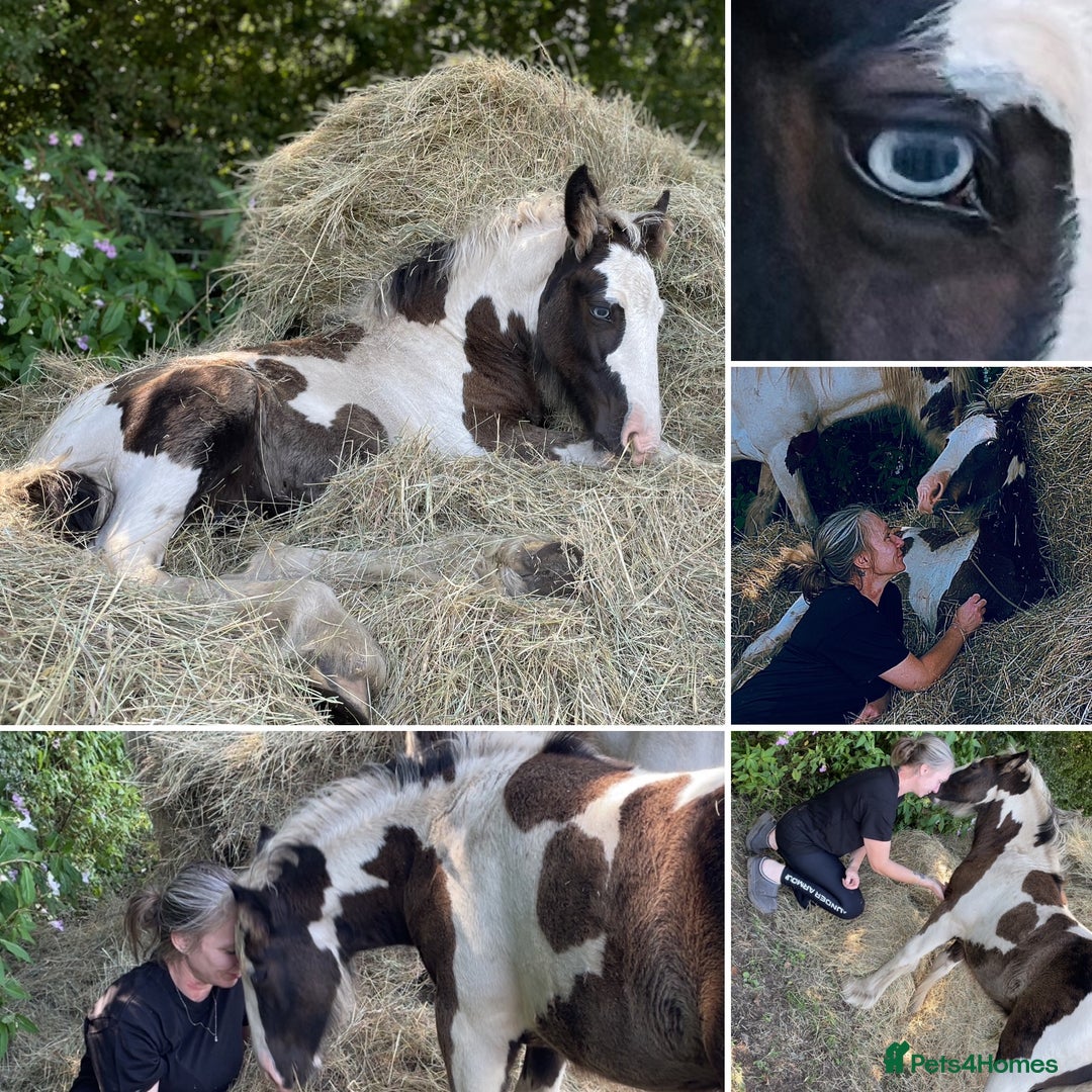 Irish Cob horses for sale: Companion Mare & Filly Foal - Image 7