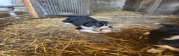 Border Collie dogs for sale: 2 Beautiful Border Collie bitch pups in Sheffield - Advert 12