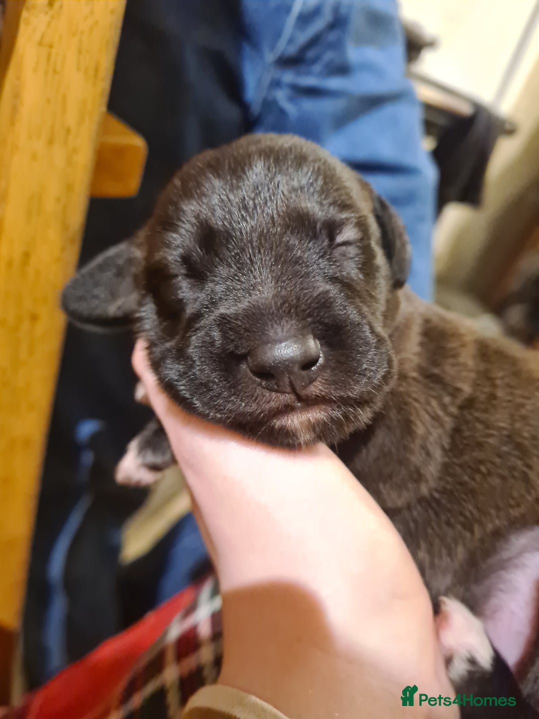 Mixed Breed dogs for sale: 10 Beautiful bedlington whippet x lurcher puppies! - Image 22