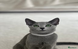 Russian Blue cats for sale: Pedigree Russian Blue Kitten - Girl - Image 6