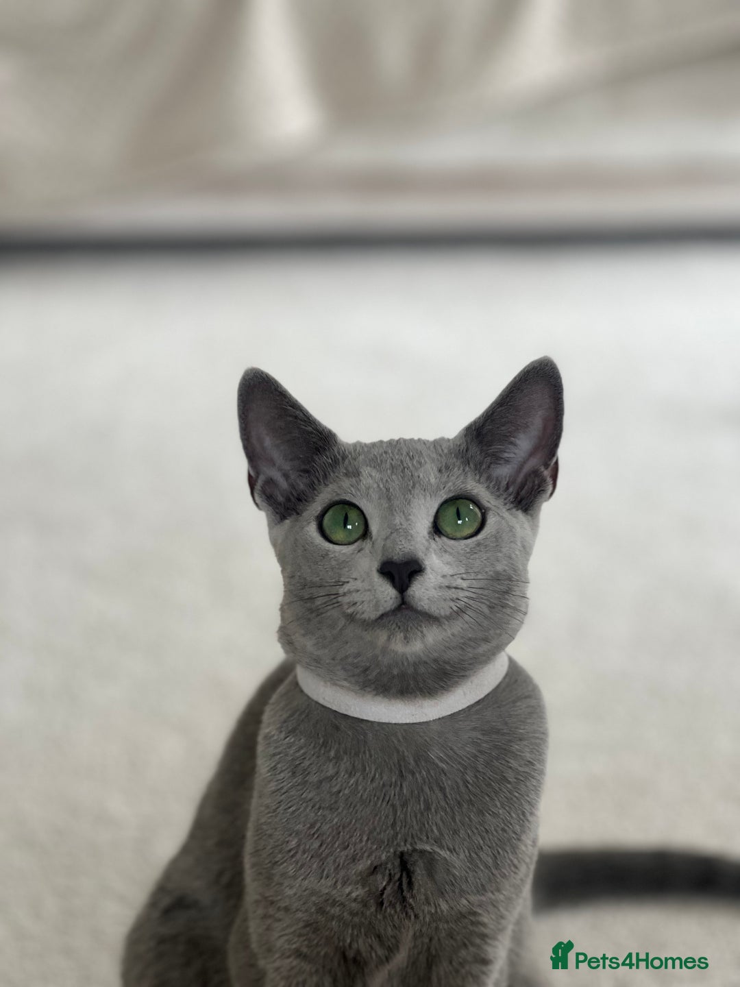 Russian Blue cats for sale: Pedigree Russian Blue Kitten - Girl - Image 6