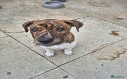 Mixed Breed dogs for sale: American Akita/Bullmastiff cross - Image 31