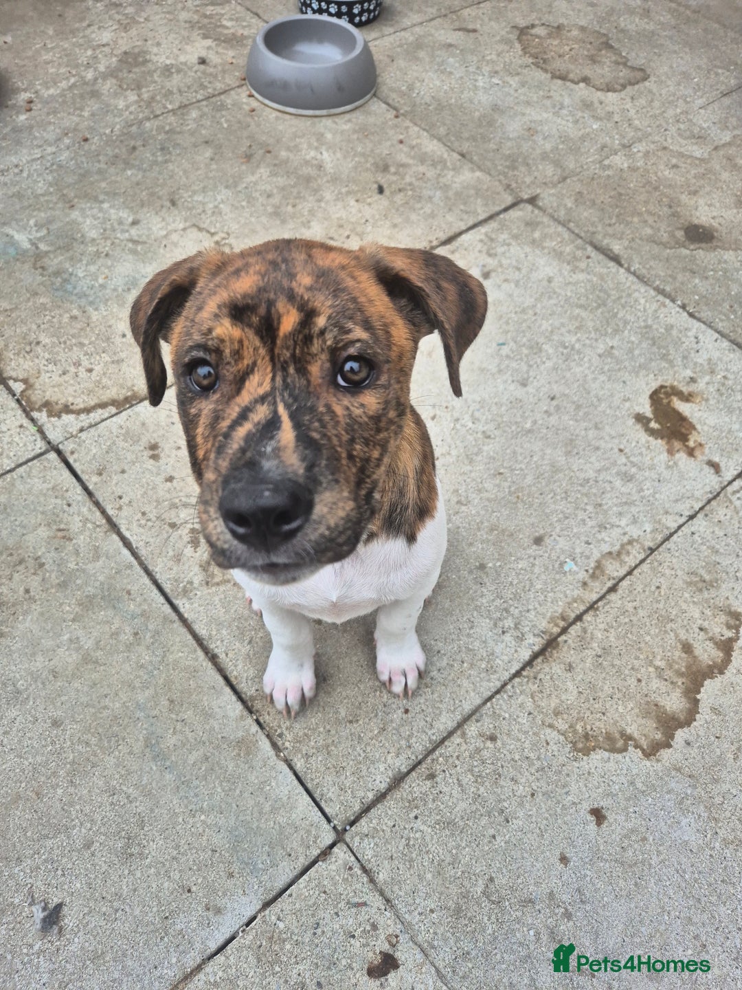 Mixed Breed dogs for sale: American Akita/Bullmastiff cross - Image 31
