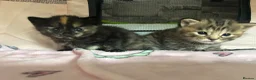 Mixed Breed cats for sale: Ragamuffin X ragdoll - Advert 5
