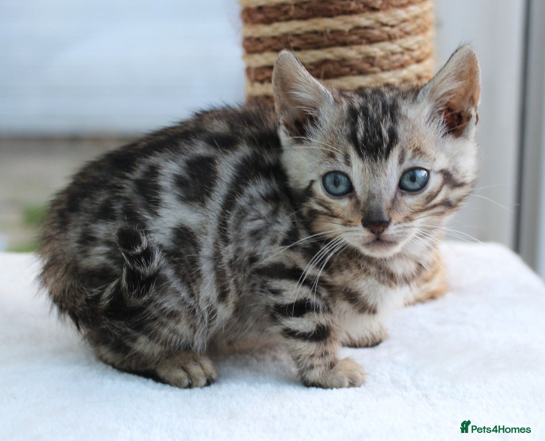 Bengal cats for sale: CUTE BENGAL KITTENS AVAILABLE - Image 21