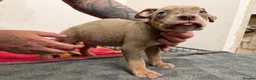 American Bully dogs for sale: American pocket bully puppies for sale 🐾 - Advert 21