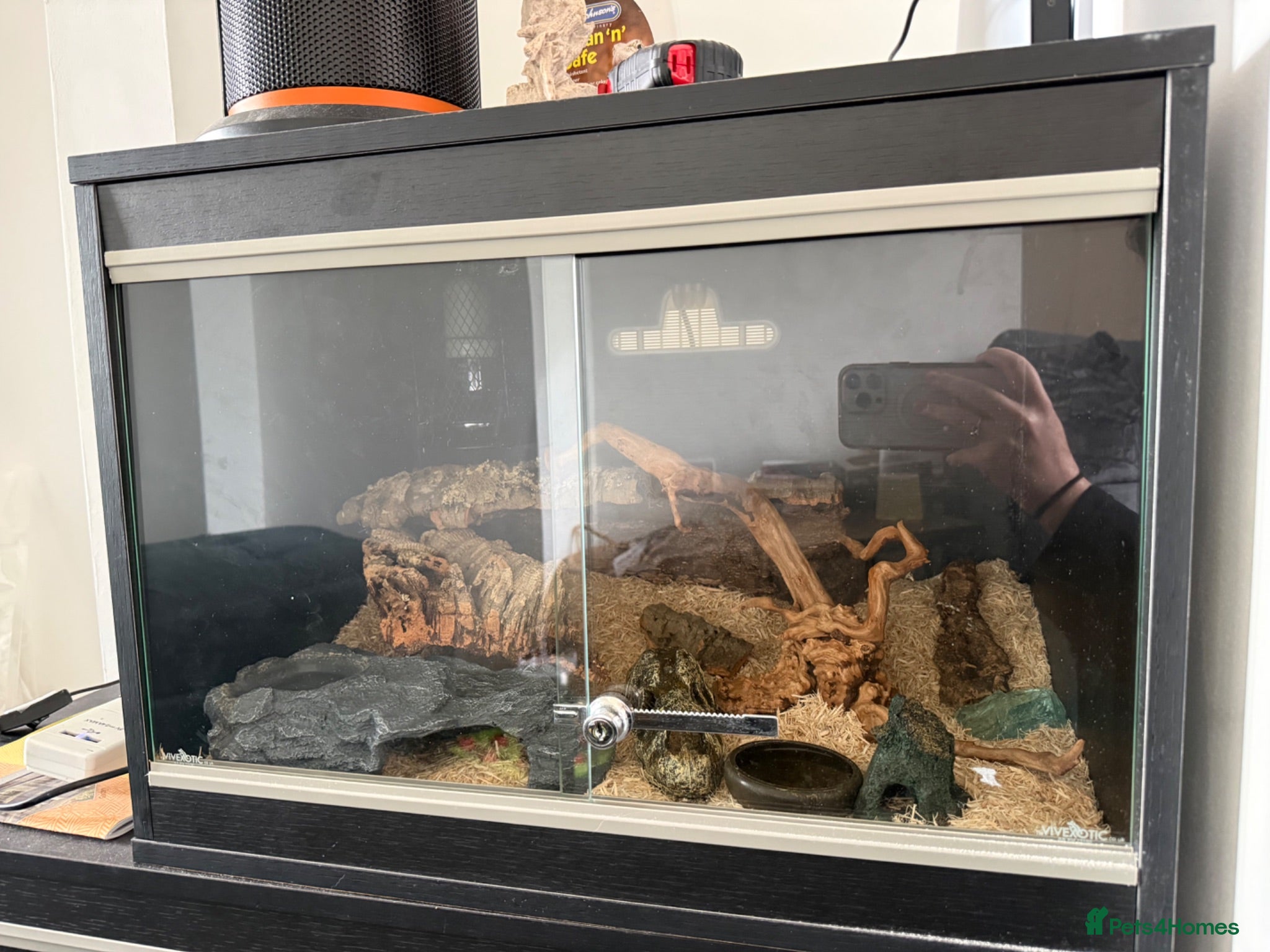 Corn Snake reptiles 2 corn snakes for sale  - Advert 1