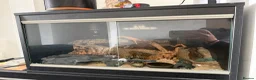 Corn Snake reptiles for sale: 2 corn snakes for sale  - Advert 1