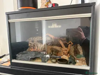 Corn Snake reptiles 2 corn snakes for sale - Advert 13