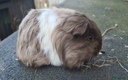 Guinea Pig rodents for sale: Pure sheltie guinea pigs - Image 8