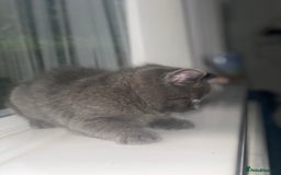 British Shorthair cats for sale: Kittens for sale bradford - Image 4
