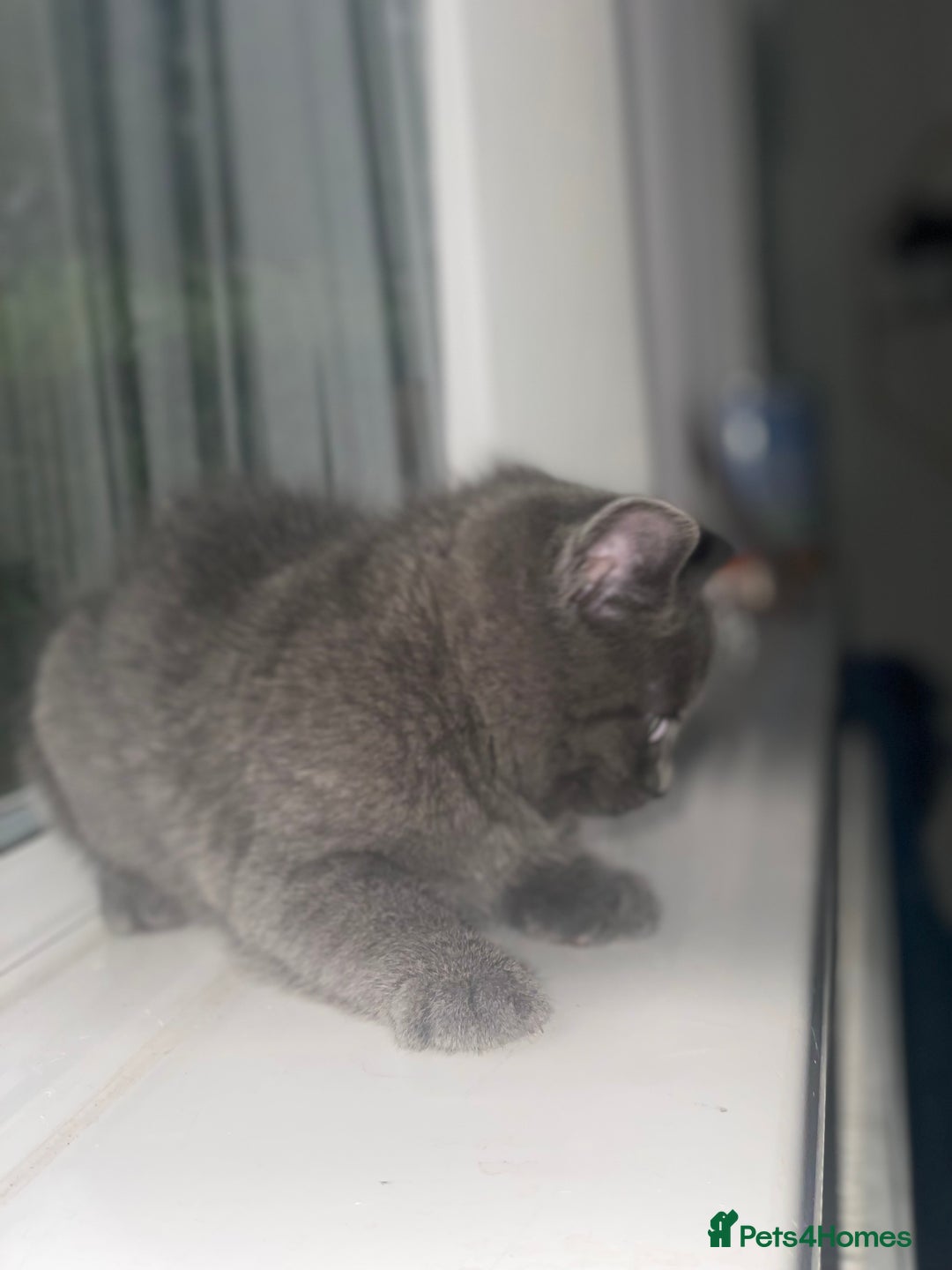 British Shorthair cats for sale: Kittens for sale bradford - Image 4