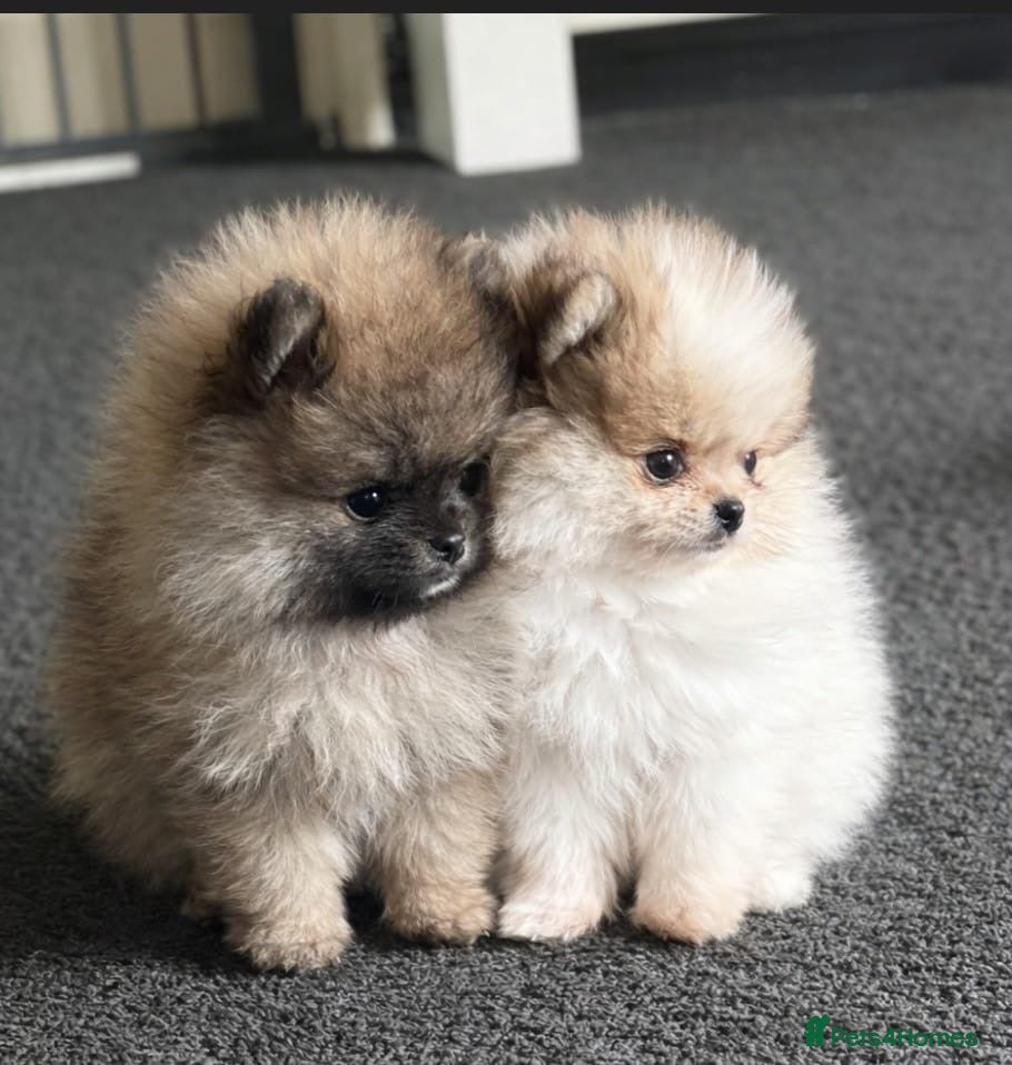 Pomeranian dogs Stunning Male Pomeranians - Advert 1