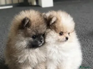 Pomeranian dogs Stunning Male Pomeranians - Advert 8