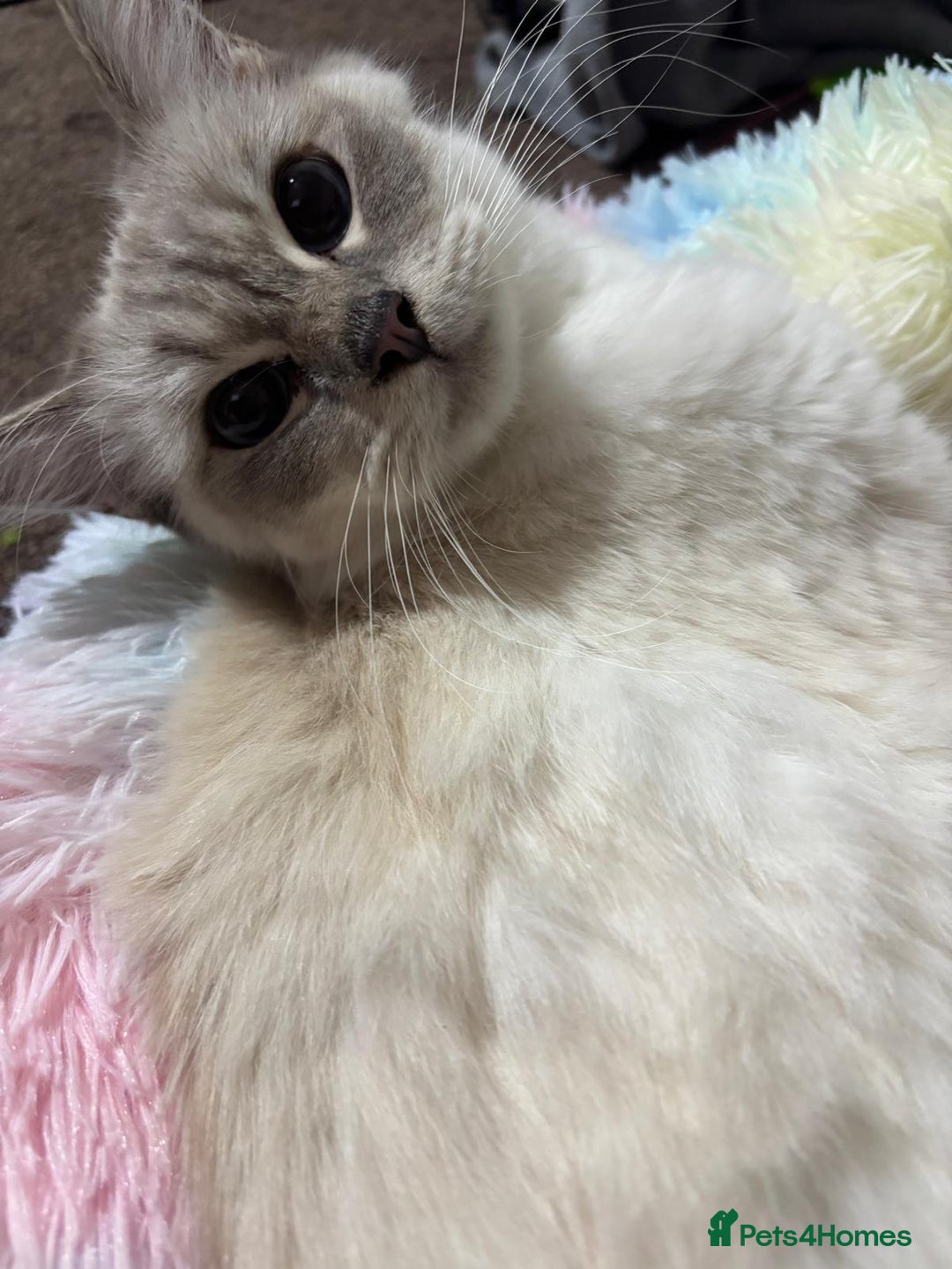 Mixed Breed cats for sale: Ragdoll mixed kittens Grey. Tabby. Speckled. Black - Advert 6