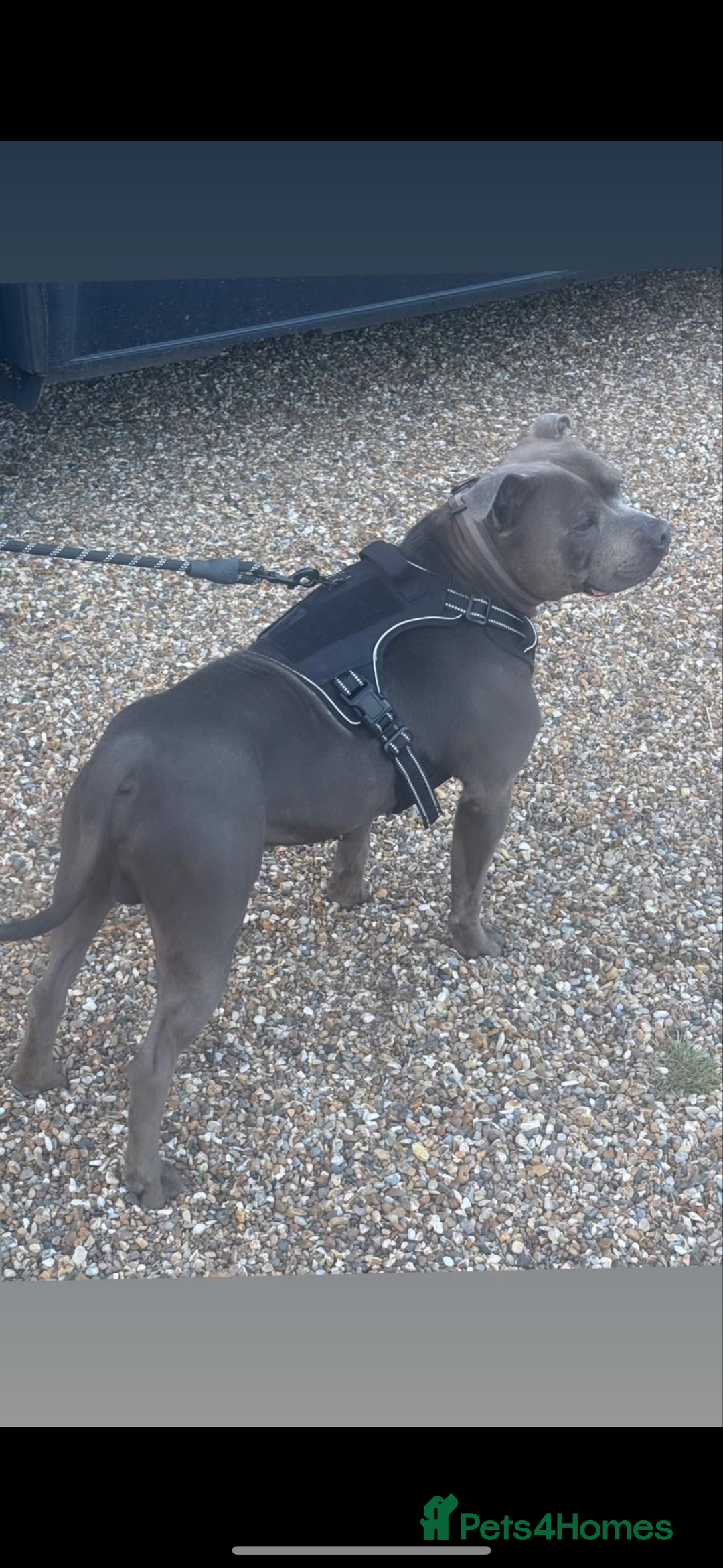 Staffordshire Bull Terrier dogs for sale: Blue and Merle girl Staffordshire Bull Terrier - Image 5