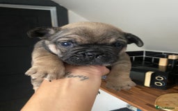 French Bulldog dogs for sale: Last one French bulldog puppies  - Image 3