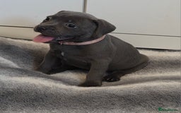 Staffordshire Bull Terrier dogs for sale: LAST 2 BLUE REGIMENT GIRLS  - Image 4
