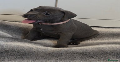 Staffordshire Bull Terrier dogs - Advert 9