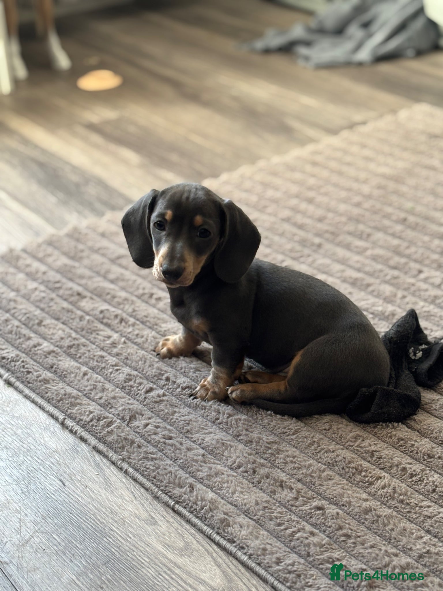Miniature Dachshund dogs Miniature Daschuand  - Advert 1