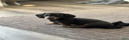 Miniature Dachshund dogs for sale: Miniature Daschuand  - Advert 1