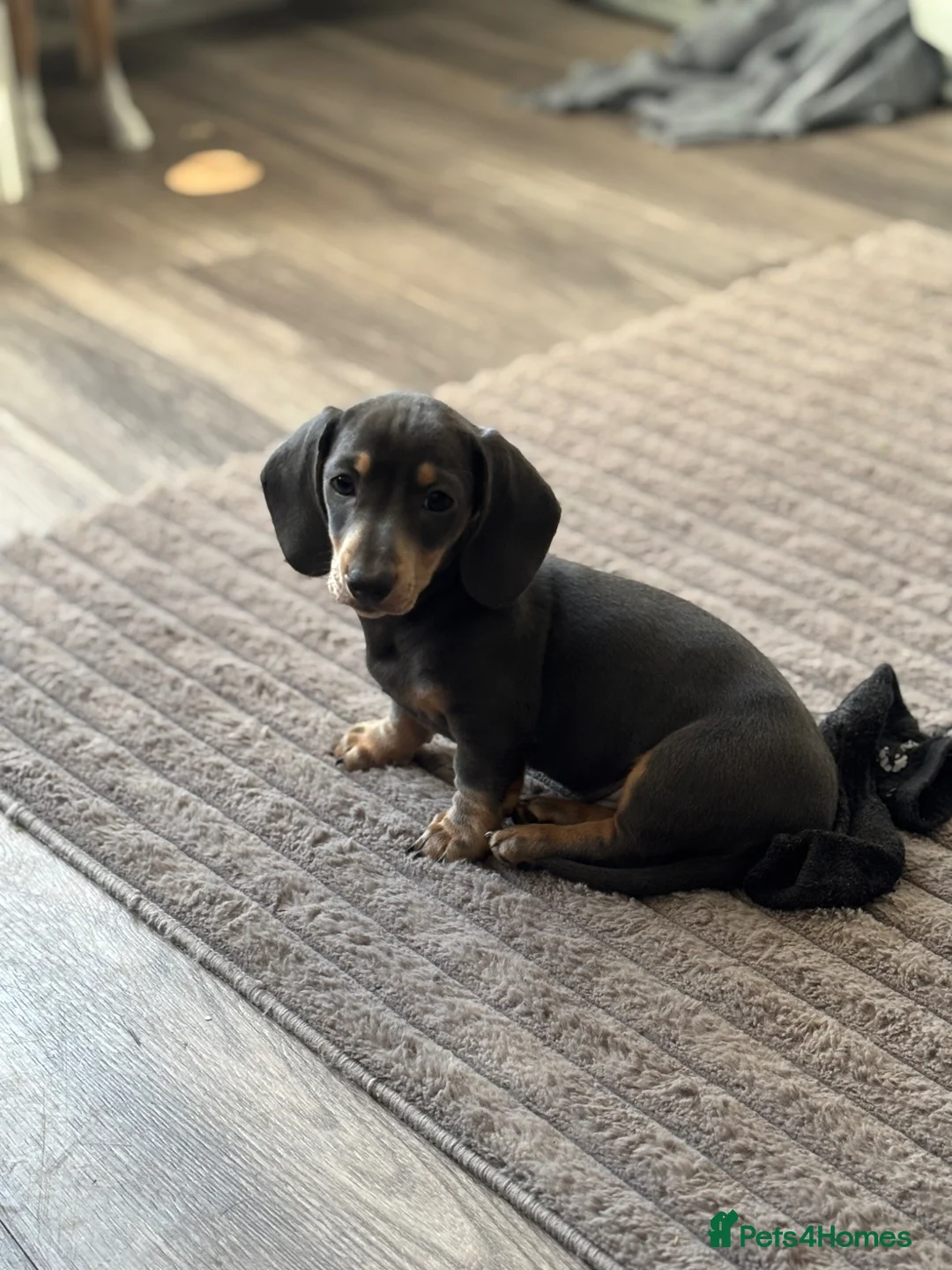 Miniature Dachshund dogs for sale: Miniature Daschuand  - Advert 1
