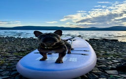 French Bulldog dogs for stud: French bulldog male for stud - Image 5