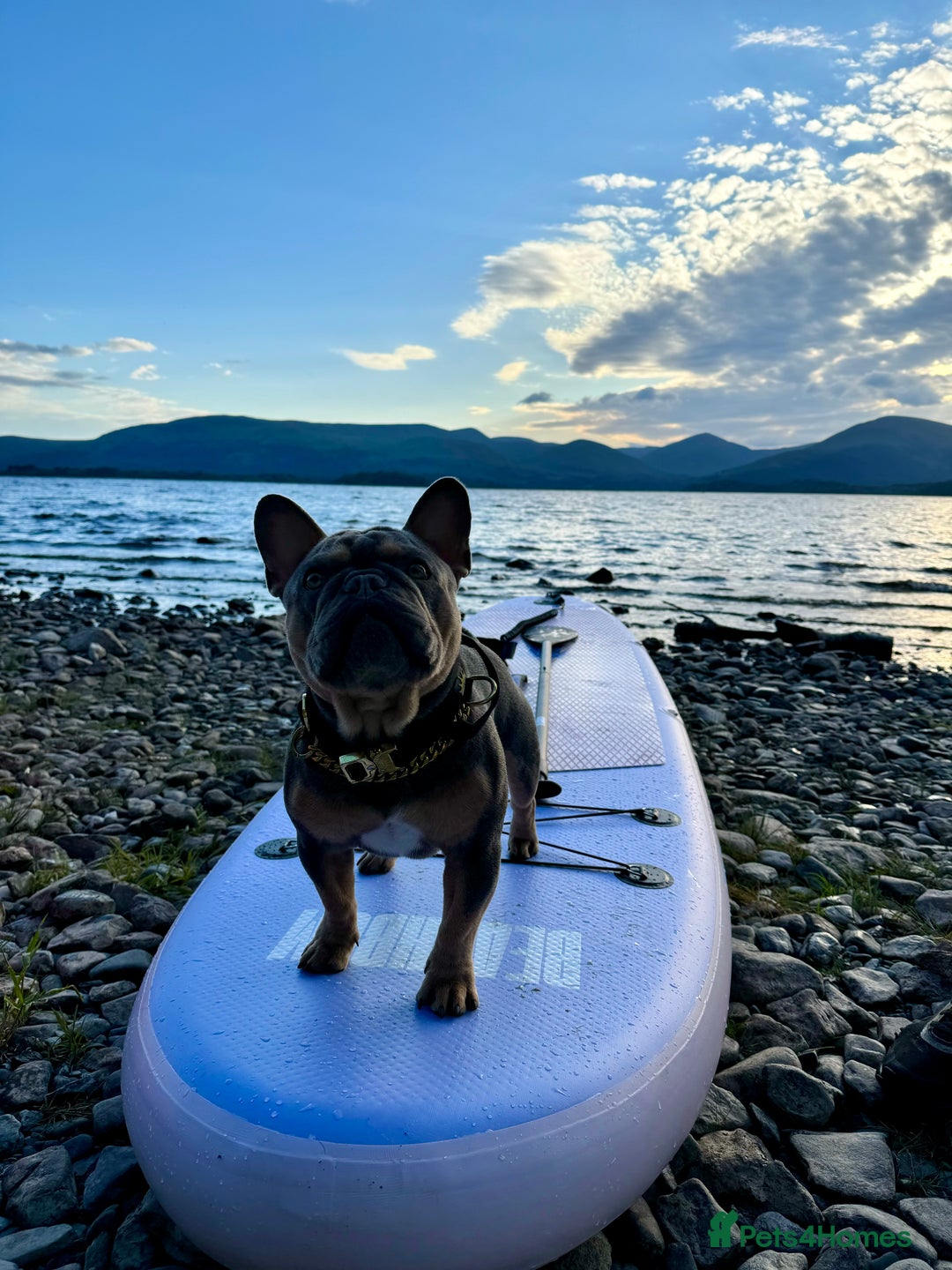 French Bulldog dogs for stud: French bulldog male for stud - Image 5
