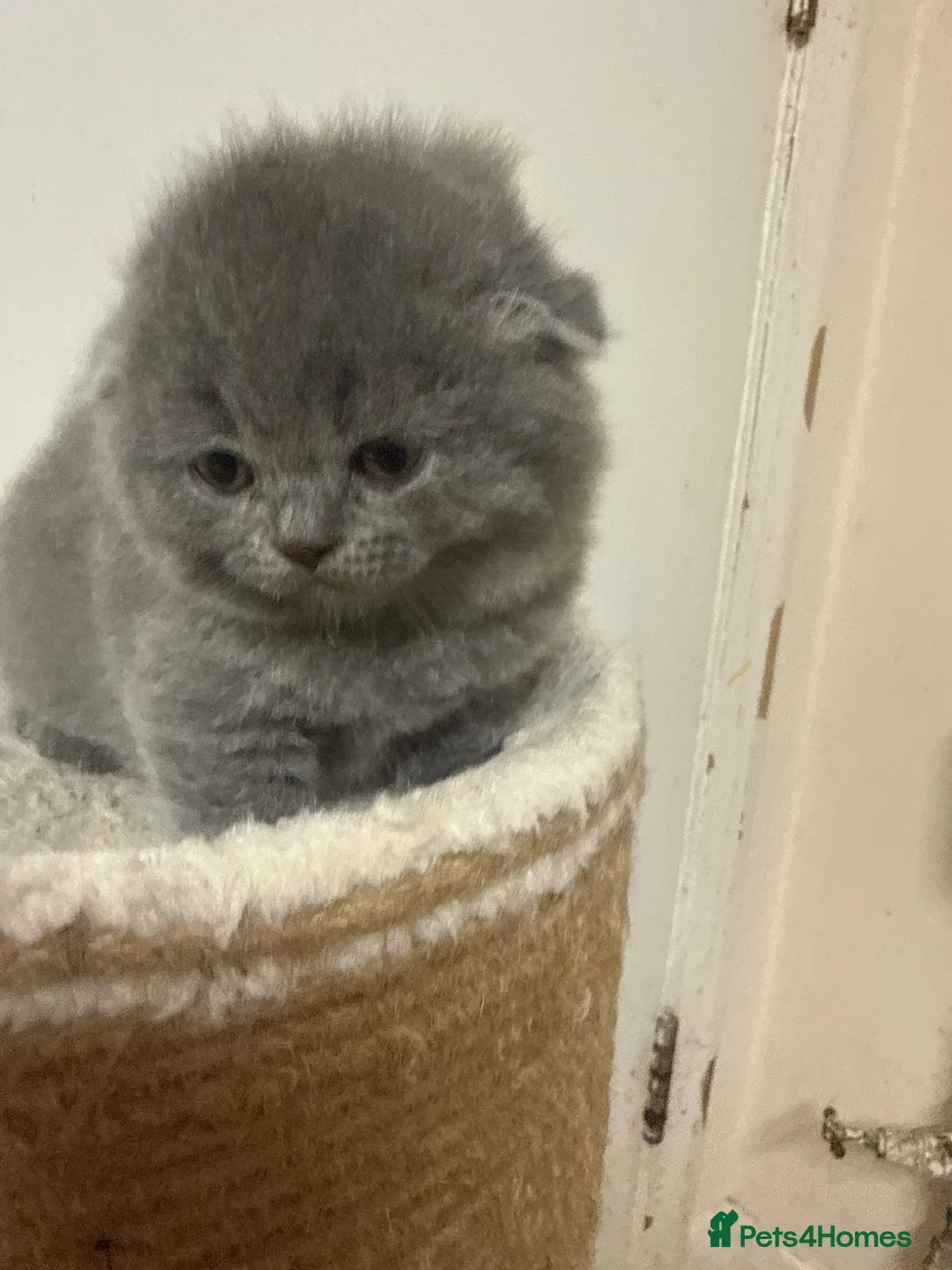 Scottish Fold cats for sale: Scottish fold blue point kittens ready for reserva - Advert 2