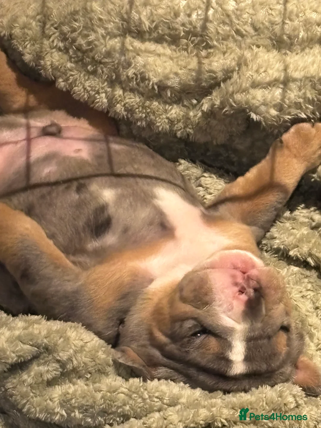 English Bulldog dogs for sale: Bulldog Puppies Champion bloodlines - Advert 6