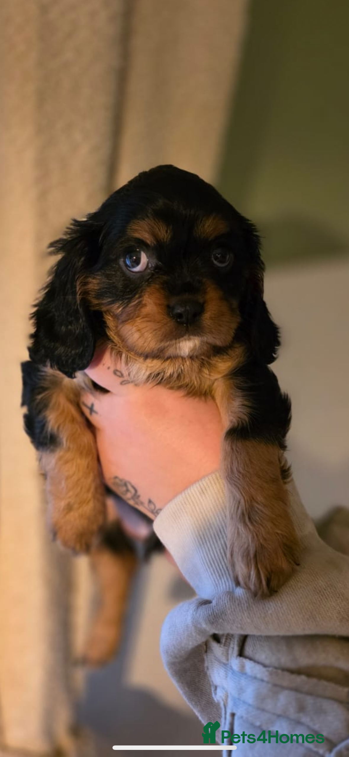 Cavalier King Charles Spaniel dogs  💫ONLY 2 BOYS LEFT  CKC HEALTH TESTED PUPPIES💫 - Advert 2