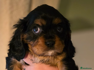 Cavalier King Charles Spaniel dogs READYTO LEAVE NEXT WEEK , 2 STUNNING BOYS LEFT CKC - Advert 5